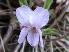 Viola collina