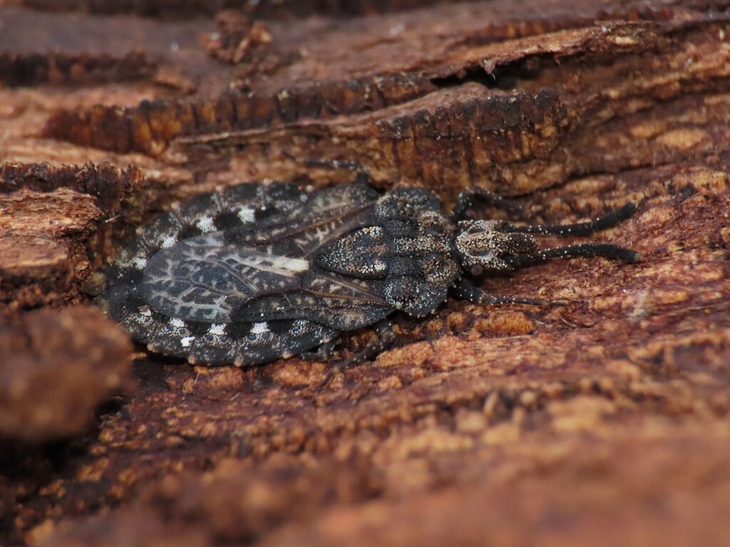 Aradus acutus