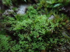 Zygodon viridissimus