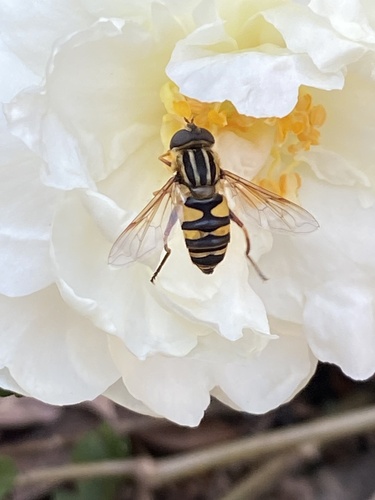 Unknown species found near Magnolia Ave, Charlotte, NC, US