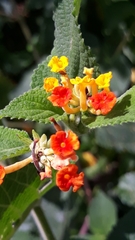Lantana camara