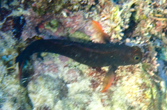 Ophioblennius macclurei