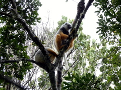 Propithecus diadema