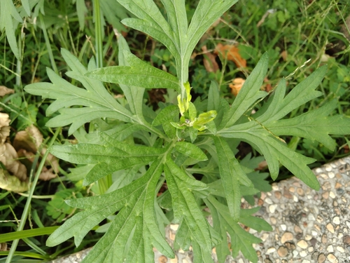 Artemisia indica iNat (1)