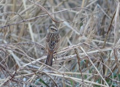Emberiza cioides