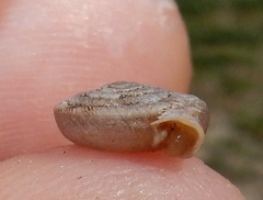 Polygyra