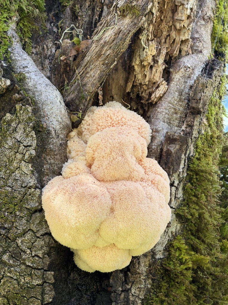 Hericium erinaceus · November 2025 · photo: © dloarie (iNaturalist, cc-by)