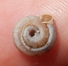 Polygyra