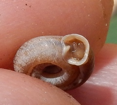 Polygyra