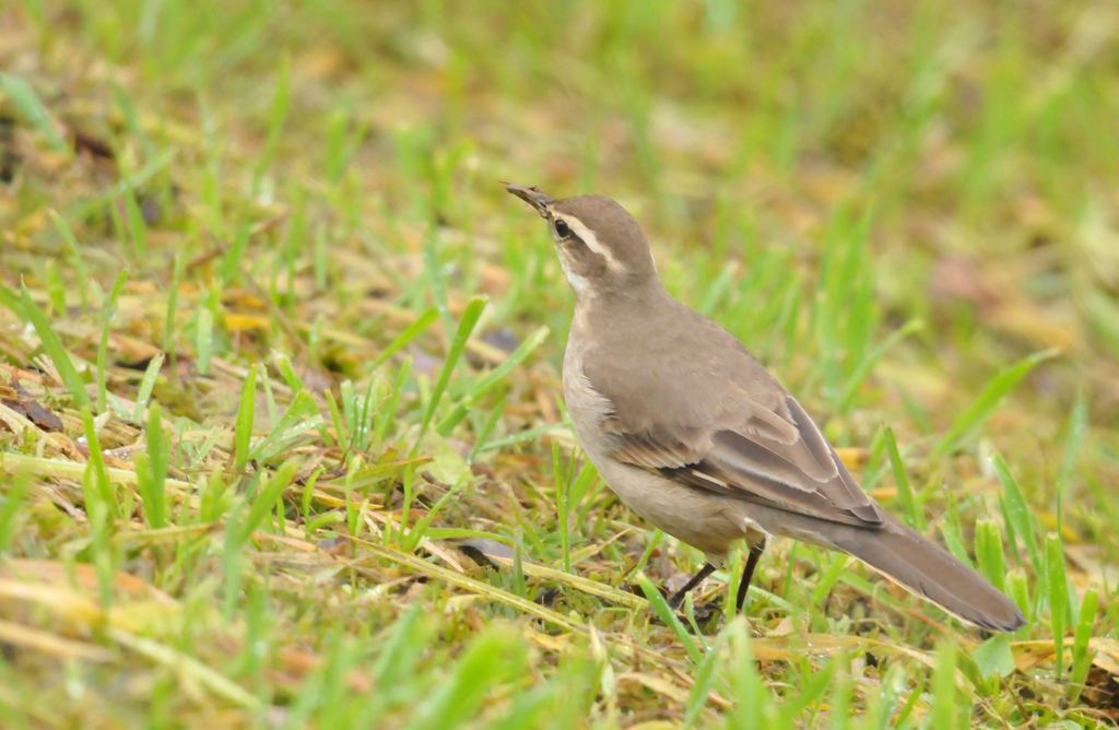 Long-Tailed Cinclodes