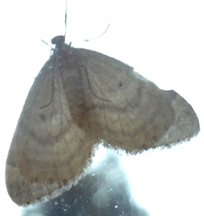 Operophtera occidentalis