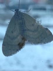 Operophtera occidentalis