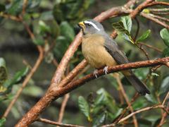 Thick-Billed Saltator photo 3