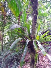 Vriesea ensiformis
