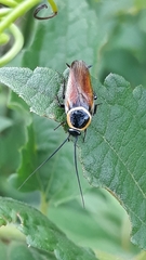 Pseudomops neglectus