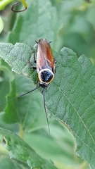 Pseudomops neglectus