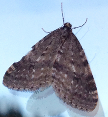 Operophtera occidentalis