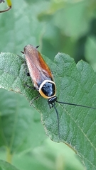 Pseudomops neglectus