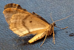 Operophtera occidentalis