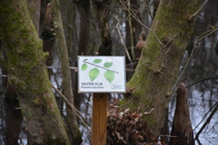 Planera aquatica
