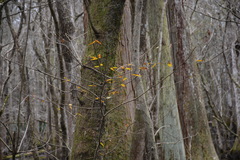 Planera aquatica