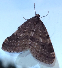 Operophtera occidentalis