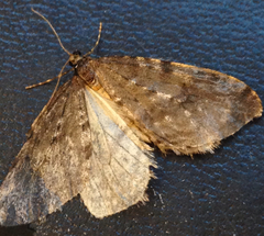 Operophtera occidentalis