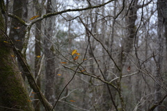 Planera aquatica