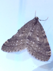 Operophtera occidentalis