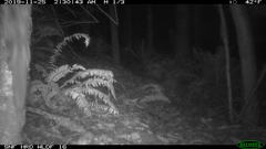 Glaucomys oregonensis