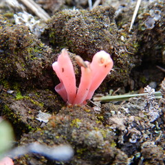 Clavaria rosea