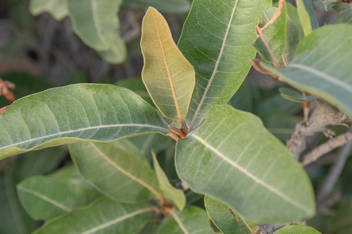 Acridocarpus orientalis (Acridocarpus orientalis)