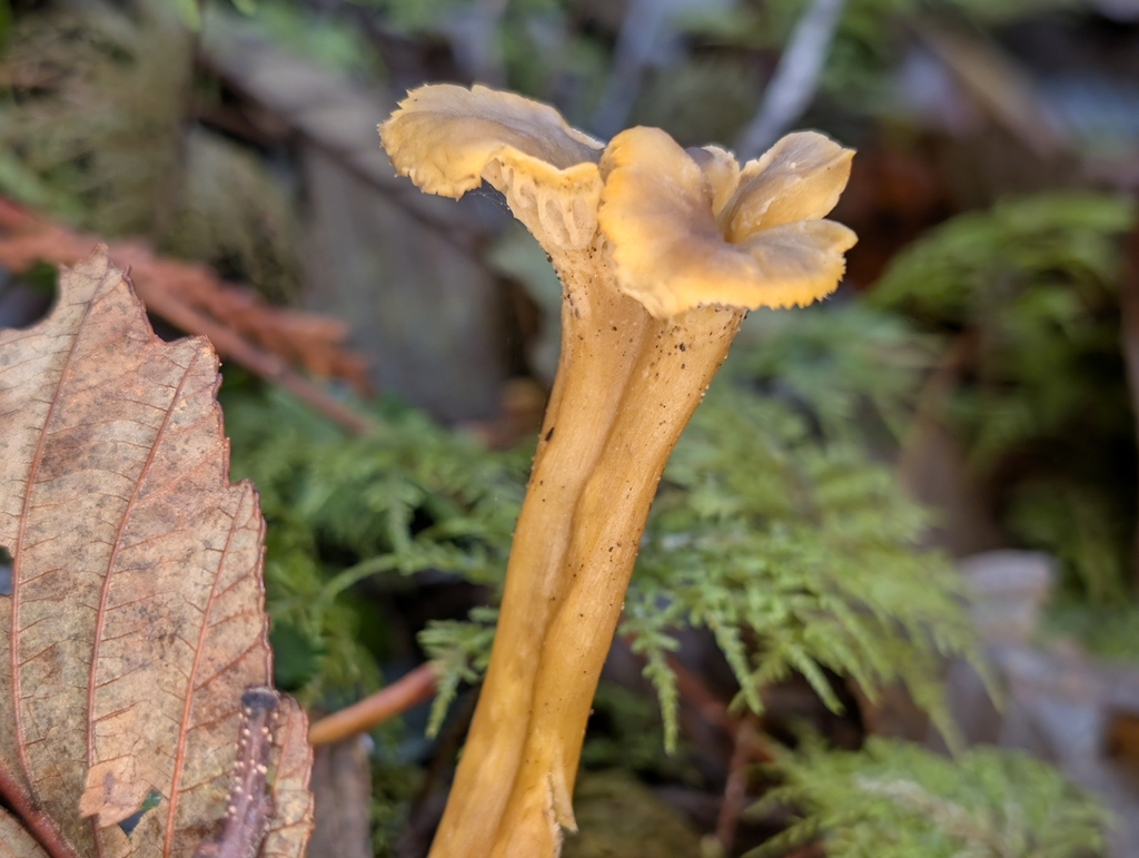 Craterellus tubaeformis · November 2025 · photo: © moemeikle (iNaturalist, cc-by)