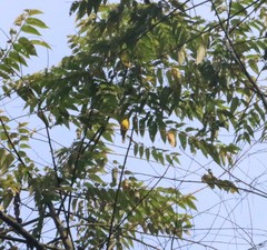 Rubigula melanicterus