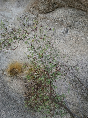 Image of Colubrina californica by (c) Bob Miller, some rights reserved (CC BY)