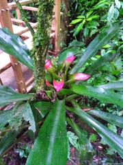 Nidularium innocentii