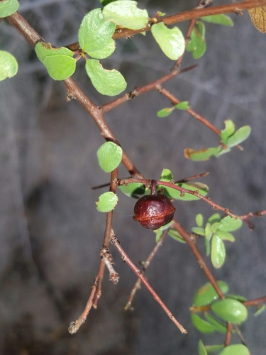 Image of Colubrina californica by (c) Bob Miller, some rights reserved (CC BY)