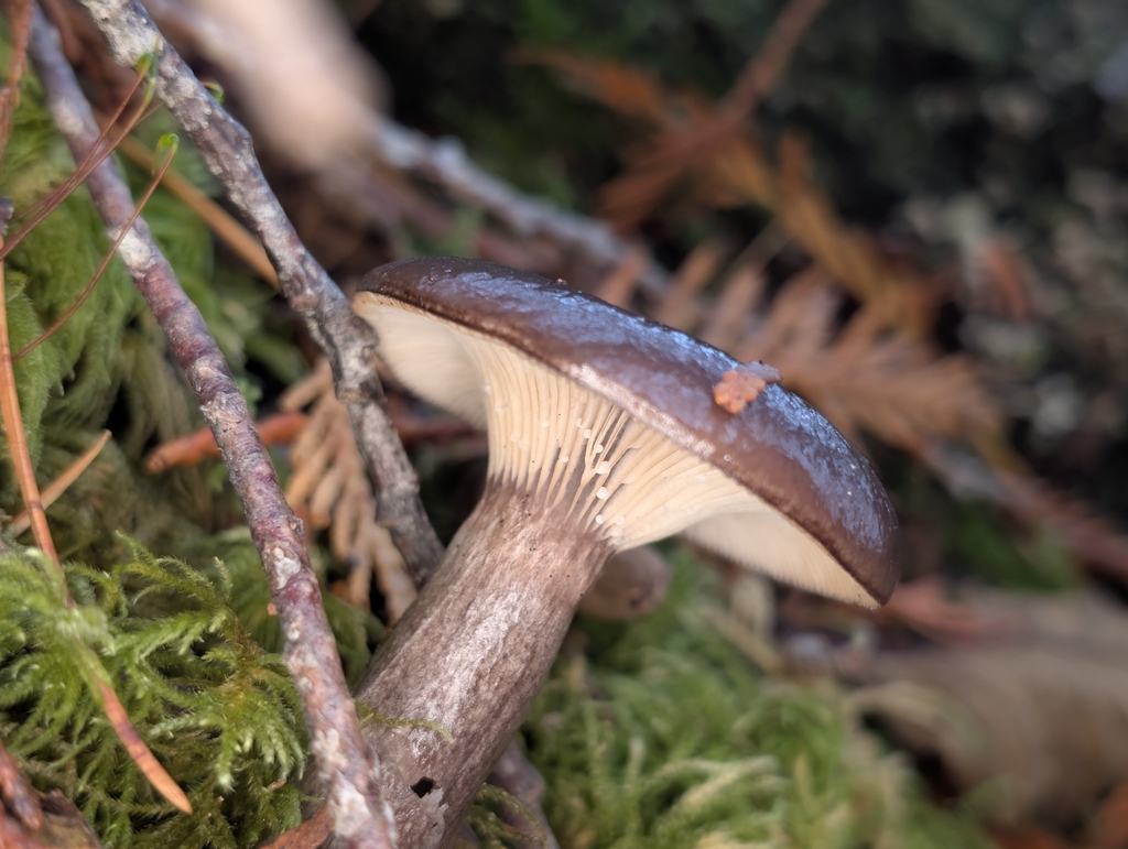 Lactarius pseudomucidus · November 2025 · photo: © moemeikle (iNaturalist, cc-by)
