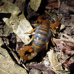 Timogenes dorbignyi