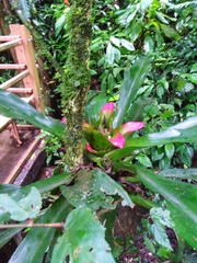 Nidularium innocentii