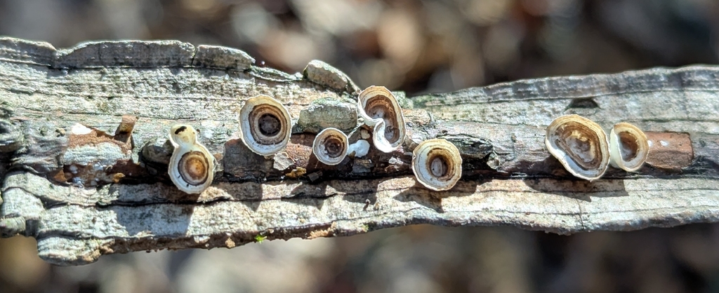 Trametes conchifer · November 2025 · photo: © jonathanhunsberger (iNaturalist, cc-by)