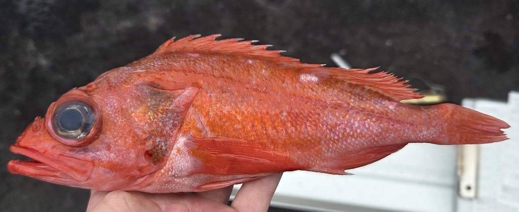 Pinkrose rockfish (Sebastes simulator) — Sebastidae