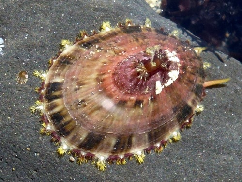 Volcano Keyhole Limpet