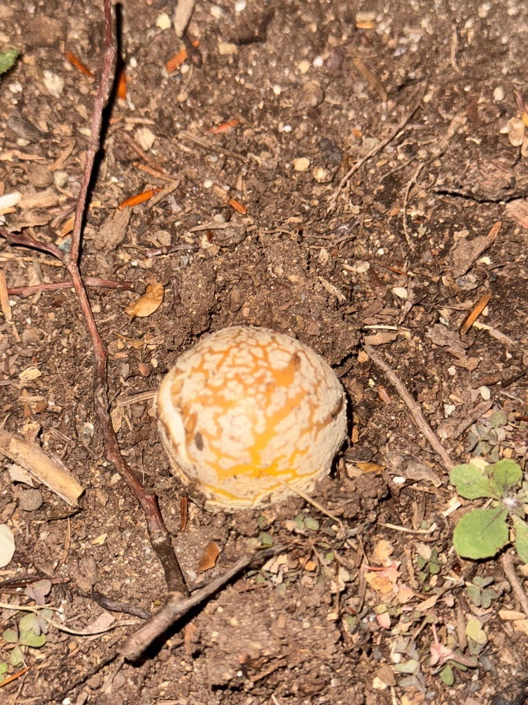 Amanita muscaria guessowii · November 2025 · photo: © teamontagna (iNaturalist, cc-by)