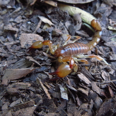 Timogenes dorbignyi