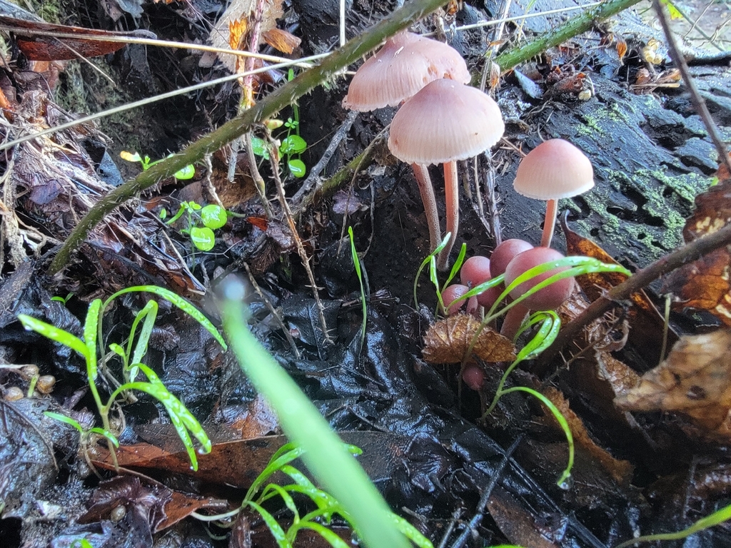 Mycena haematopus · November 2025 · photo: © twsummer (iNaturalist, cc0)
