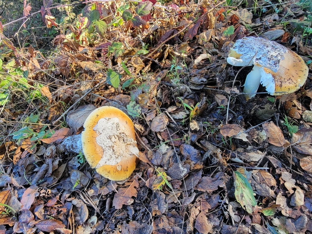 Amanita calyptroderma · November 2025 · photo: © twsummer (iNaturalist, cc0)
