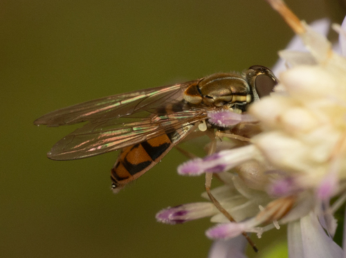 Unknown species found near Walland, TN 37886, USA