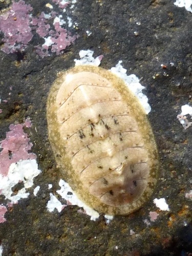 Cyanoplax keepiana (S.S.Berry, 1948)