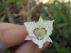 Calochortus lyallii